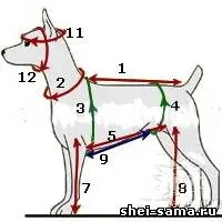 Cum să luați măsurători cu câinele - Câini - coase animale - totul despre cusut