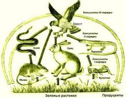 Как да си направим доставка на електрически схеми характеристика степната зона