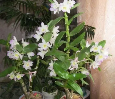 Как да се грижим за орхидея Dendrobium след разсаждане и цъфтежа, аромати и оцветители за