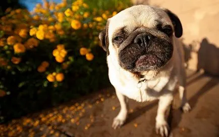 Cum să aibă grijă de un câine mops drăguț