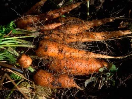 Cum să crească un morcov sănătos și gustos