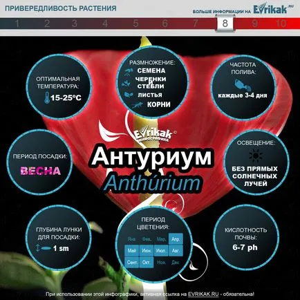 Как да расте антуриум у дома (Infographic)