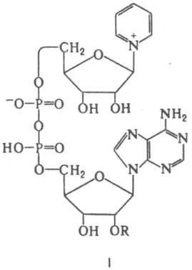 Kofermenty - l