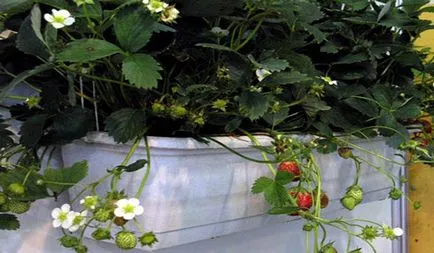 Strawberry pe vitamine balcon pe tot parcursul anului și grădină de înlocuire perfectă