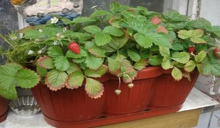 Strawberry на витамините балкон през цялата година и перфектна замяна градина