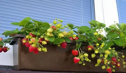 Strawberry на витамините балкон през цялата година и перфектна замяна градина