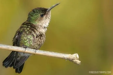 Hummingbirds Bead - tanórán kívüli munka, órák