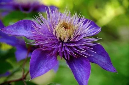 plantare Clematis, îngrijire, tipuri