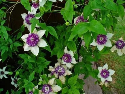 plantare Clematis, îngrijire, tipuri