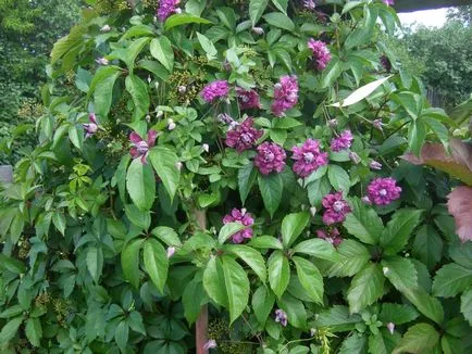 plantare Clematis, îngrijire, tipuri