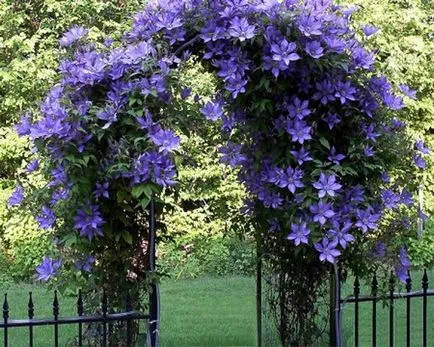 Clematis ültetés, gondozás, típusai