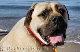 Hrănirea Bullmastiff, pui dieta și câini adulți