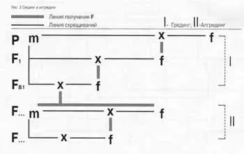 Cat de reproducere, încrucișări, inkrossing topkrossing, împerechere, pisici de reproducție de reproducție