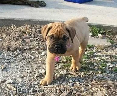 Hrănirea Bullmastiff, pui dieta și câini adulți