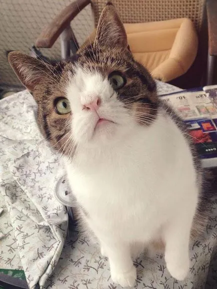 Cat аватар на име Монти с най-необичайни дулото на всичко, което сте видели, umkra