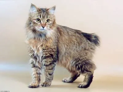 Kurile Bobtail cârlig coada, urechile ciulite