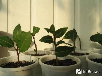 Laurel növekvő és gondozó növények