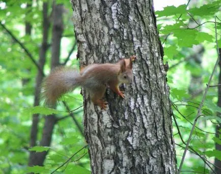 Kuz'minskii Forest Park az egyik legnagyobb zöld tömbök Moscow