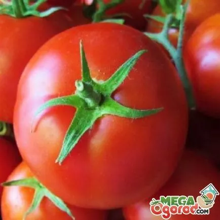 Cele mai bune soiuri de tomate - tipuri, descrierea și caracteristicile de cultivare