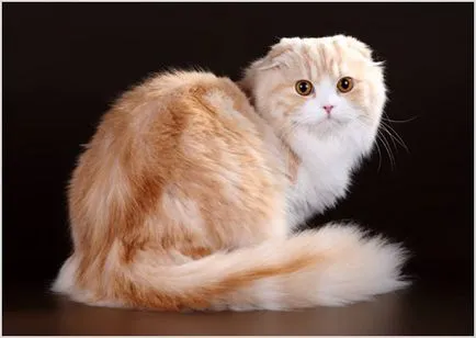 Highland Сгънете котка снимки, видео, описание порода, цена