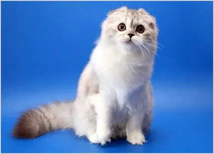 Highland Fold macska fotók, videók, fajta leírását, árát