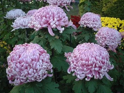 Caracteristici Chrysanthemum-creștere - rețete simple,