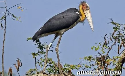 Marabou pasăre