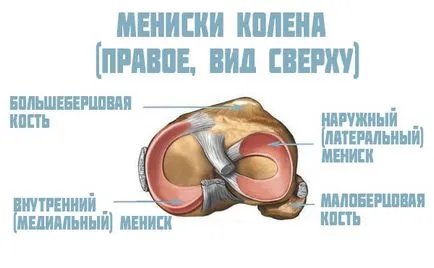 На менискуса на коляното