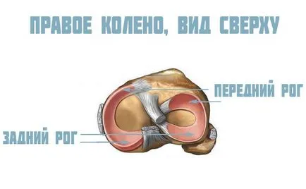 Meniscul articulației genunchiului