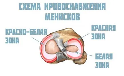 Meniscul articulației genunchiului