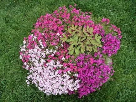 Многогодишни цветя за градината снимка