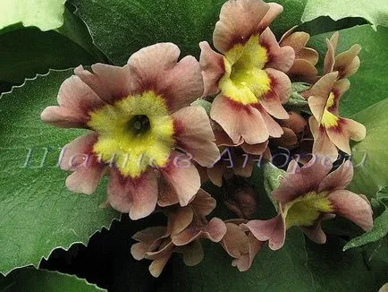 primroses mele preferate