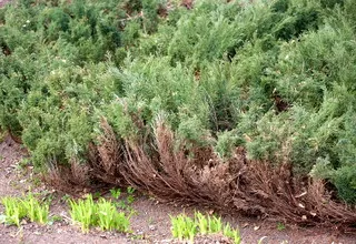 Juniperus Sabina снимки и описание на растението