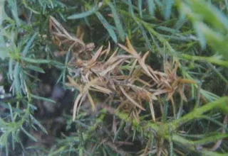 Juniperus Sabina снимки и описание на растението