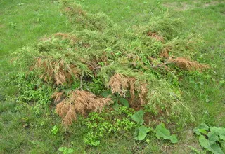 Juniperus Sabina снимки и описание на растението