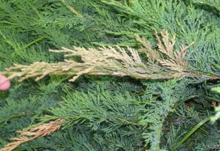 Juniperus Sabina képek és leírás a növény