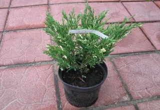 Juniperus Sabina снимки и описание на растението