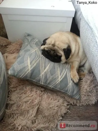 Pug - „a történetet, hogyan jöttünk felnőtt mopsz