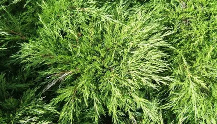 Juniperus Sabina снимки и описание на растението