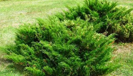 Juniperus Sabina снимки и описание на растението