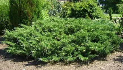 Juniperus Sabina снимки и описание на растението