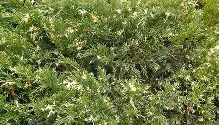 Juniperus Sabina снимки и описание на растението