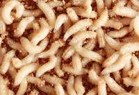 Дюзите ларви, червеи производство стават червеи у дома как да се съхранява личинки