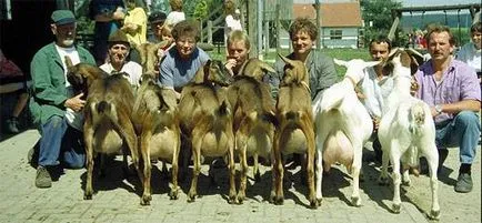 Немска порода кози interboves GmbH Германия - моят живот
