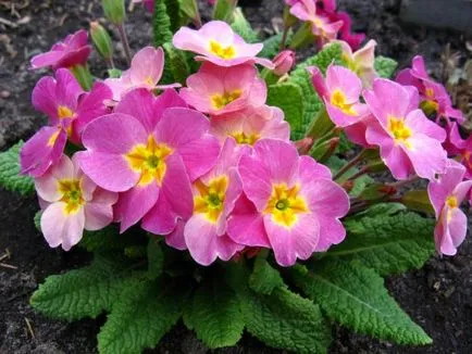 Natalia Konstantinova Primrose capricios și docil - Monitorul grower