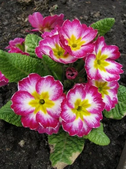 Natalia Konstantinova Primrose capricios și docil - Monitorul grower