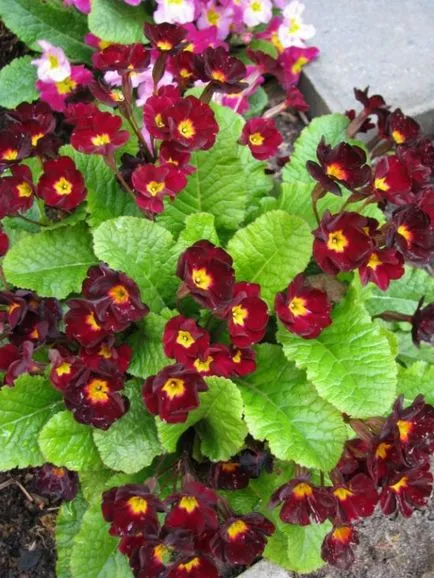 Natalia Konstantinova Primrose capricios și docil - Monitorul grower