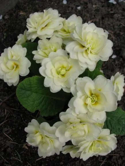 Natalia Konstantinova Primrose capricios și docil - Monitorul grower