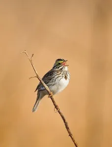 Novosel Starling comună