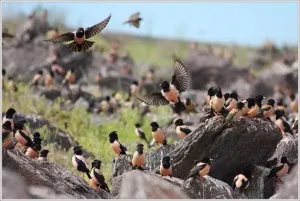 Novosel Starling comună